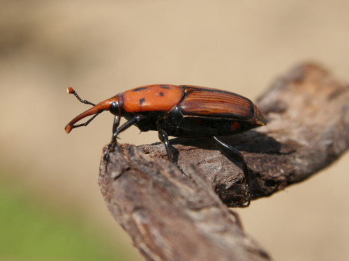 Di cosa si tratta? Rhynchophorus ferrugineus